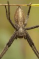 /album/pisauridae/pisaura-mirabilis-sep-b1-m-jpg/